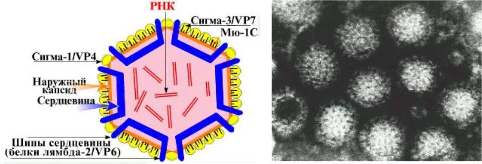 Ротавирус строение вириона. Ротавирус структура. Ротавирус строение вируса. Ротавирусы микробиология строение.