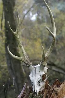 Лучшие рога
