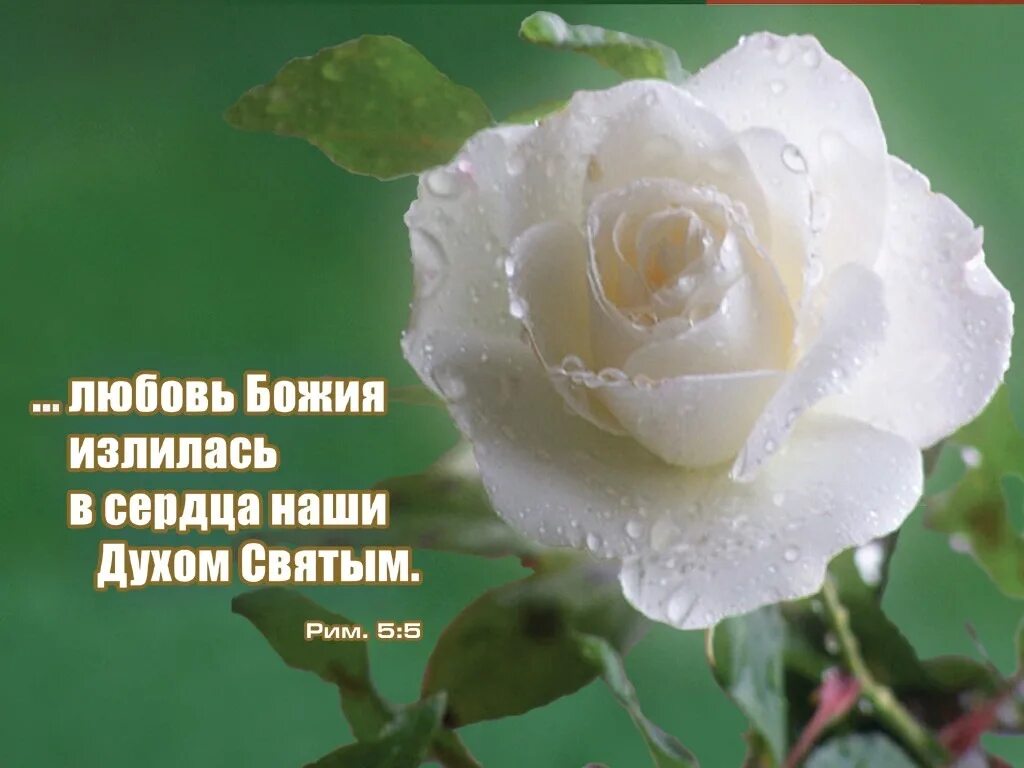Доброе утро с днем святого духа. Христианские открытки с пожеланиями. христианские поздравления с днем пятидесятницы. христианские открытки на каждый день. христианские пожелания на день.