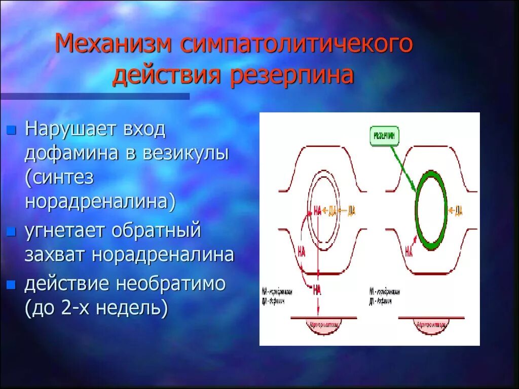 Обратный захват дофамина. Резерпин механизм действия. Резерпин схема действия. Укажите механизм действия резерпина. Резерпин механизм гипотензивного действия.