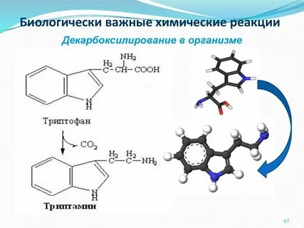 Какие химические реакции в организме человека