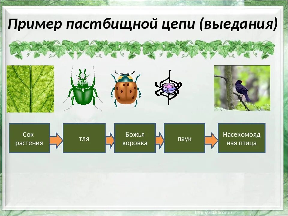 Цепь выедания пастбищная. Что такое цепь выедания биология 5 класс. Детритная цепь питания цепь выедания. Цепи питания пастбищная цепь.