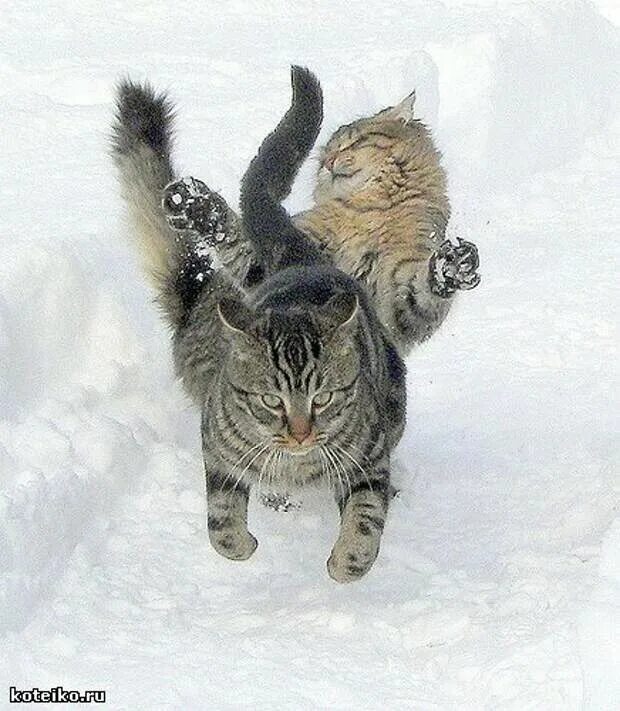 Бурундук с орехами за щеками. Жрать ночью. Котик просится на ручки. Орех так и просится на грех. Так и просится на грех.