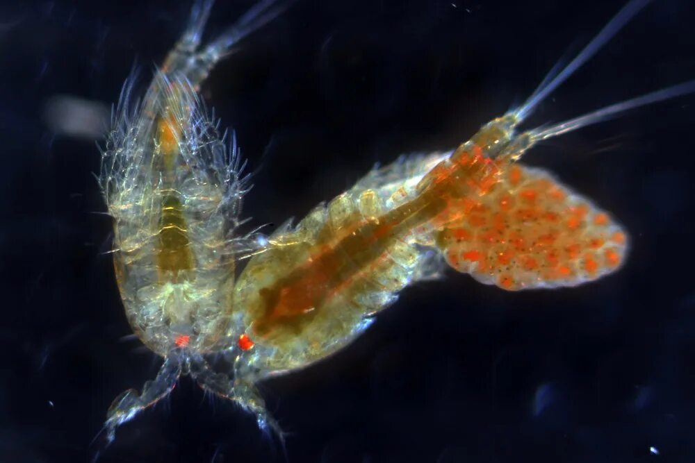 Веслоногие ракообразные Циклоп. Циклоп планктон. Циклоп зоопланктон. Веслоногие ракообразные (Copepoda).