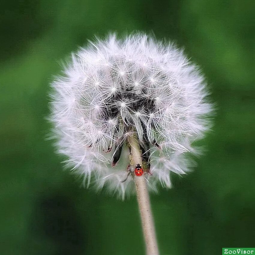 Божий одуванчик значение фразеологизма. Божий одуванчик значение фразеологизма. Веселый одуванчик. Божий одуванчик. Божий одуванчик.