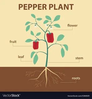 Roots roots fruit