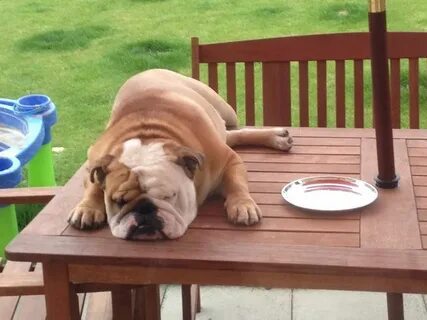 Dog table