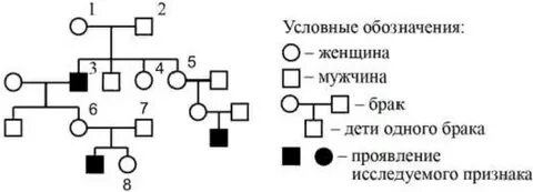 По изображенной на схеме родословной человека определите