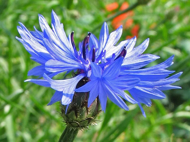 Василек полевой Centaurea cyanus. Василёк Боровой. Василёк синий. Василек синий (Centaurea cyanus).