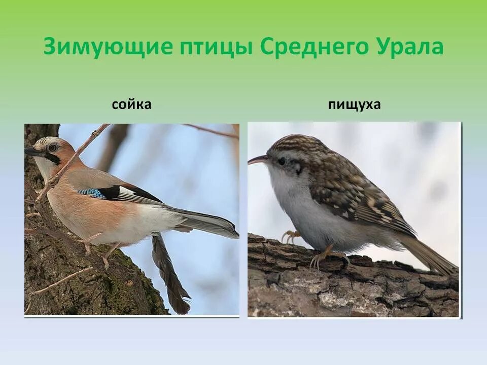 Зимующие птицы урала с названиями. Зимующие птицы южного урала. зимующие птицы урала. зимующие птицы среднего урала. птицы которые зимуют на урале.