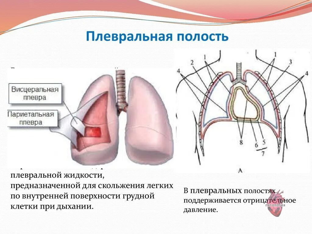 Париетальная плевра строение. Плевральная полость легкого анатомия. Строение легких легочная плевра. Строение легких плевра плевральная полость.