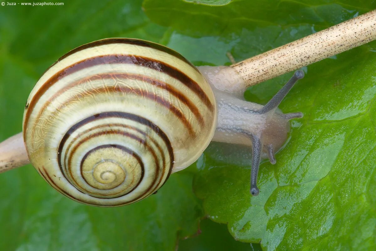 Полосатая улитка. Cepaea Hortensis. Улитка Лесная цепея. Улитка Садовая Cepaea Hortensis. Цепея неморалис.