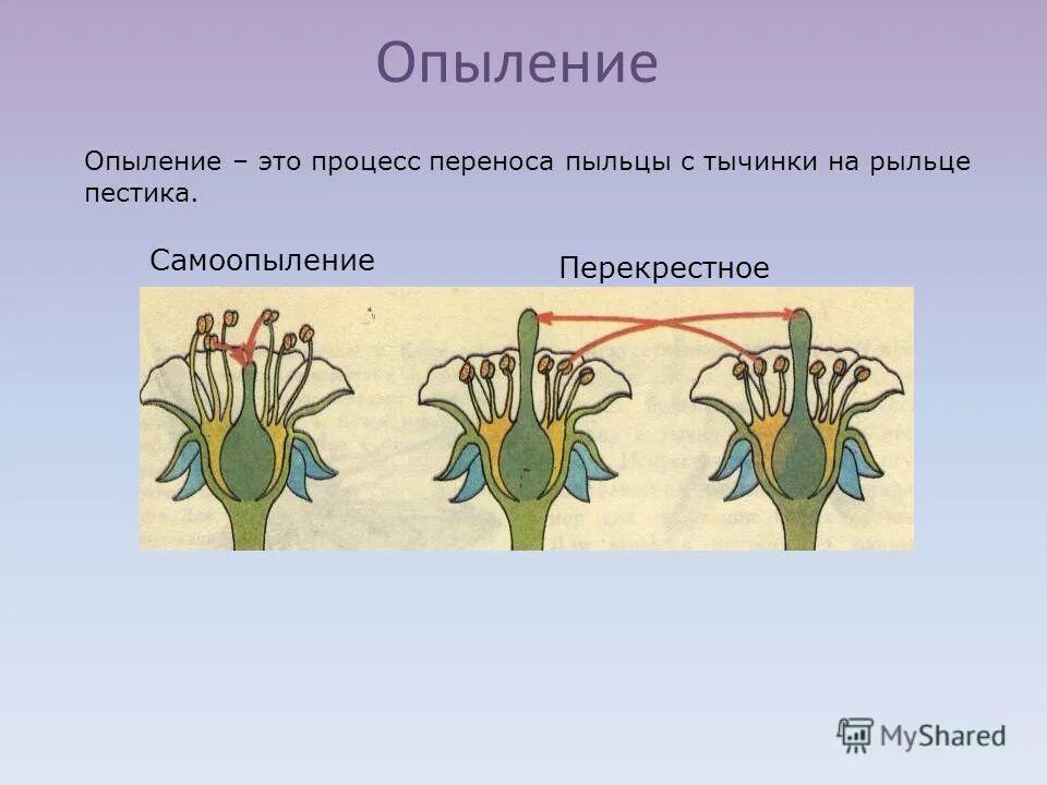 Опыление двойное оплодотворение 6 класс презентация