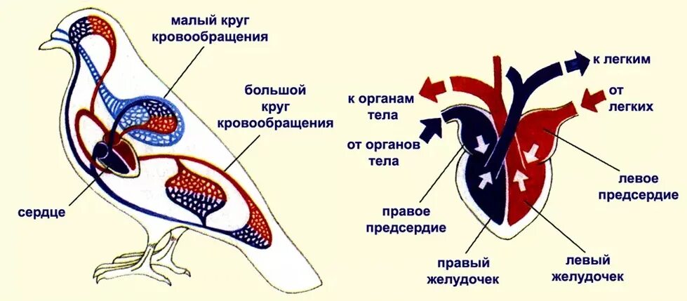 Появление теплокровности у птиц. Кровеносная система птиц схема. Схема строения кровеносной системы птиц. Кровеносное строение птиц. Схема кровеносной системы птицы схема.