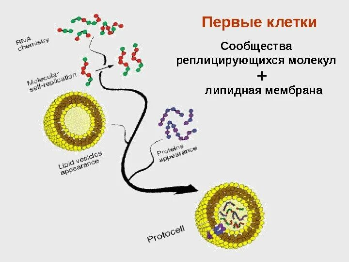 Почему появляются клетки. Первая клетка. Самая первая клетка на земле. Появление первых клеток. Первые живые клетки.