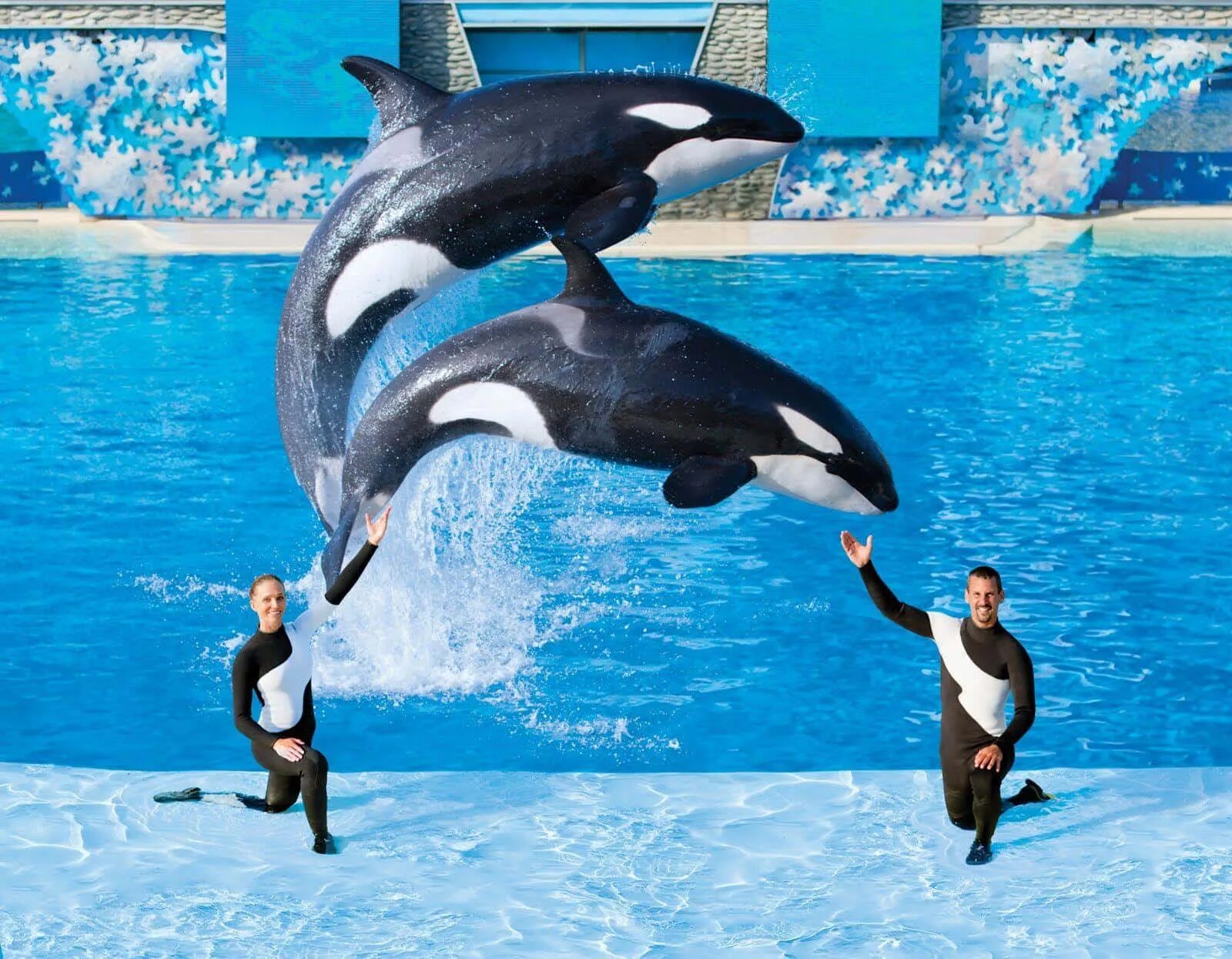 Дельфинарий варадеро. SEAWORLD Orlando. Парк SEAWORLD. SEAWORLD касатки. Дельфинариум касатки.