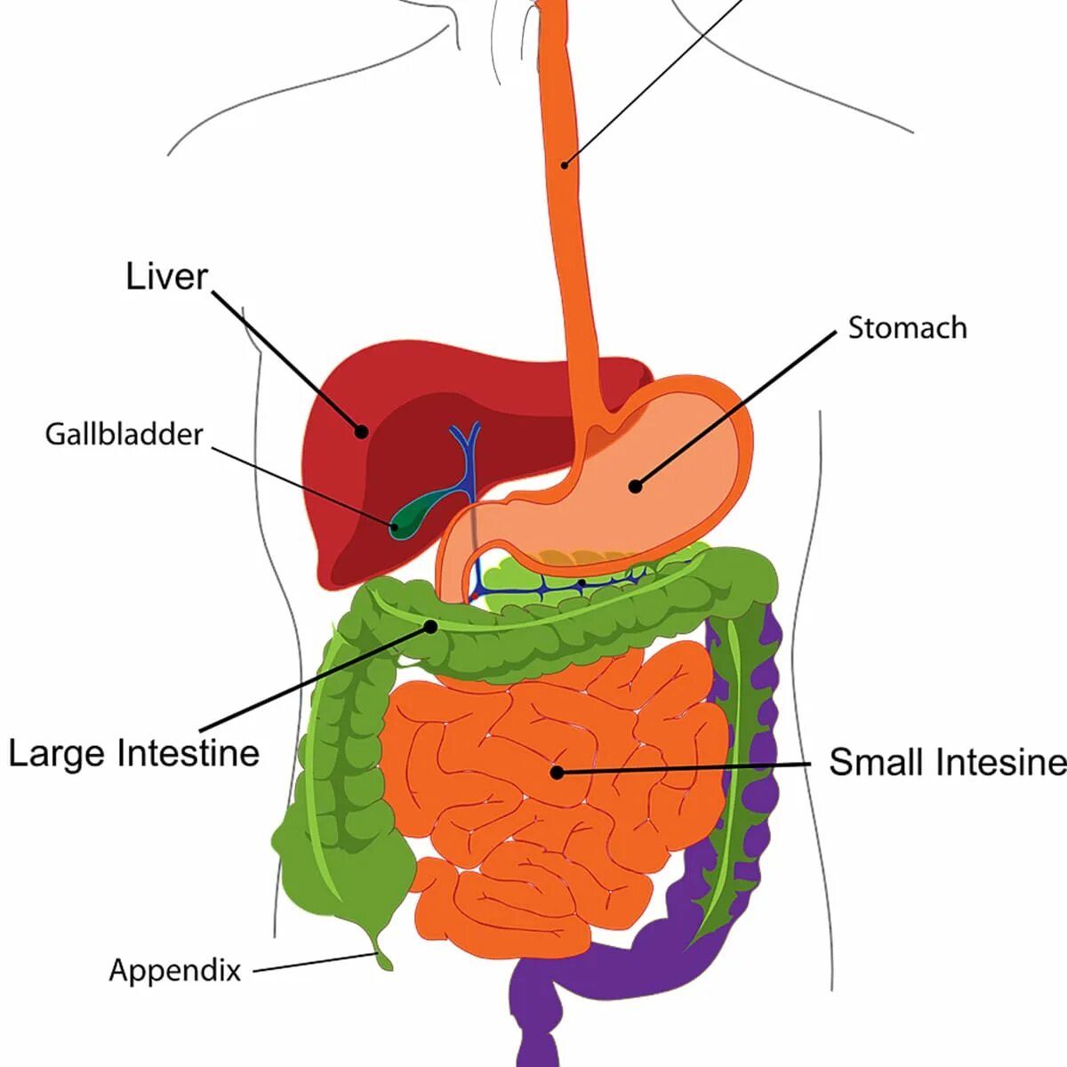 Кишечник желчный пузырь печень. Inflamatory hepatic adenoma. Digest.