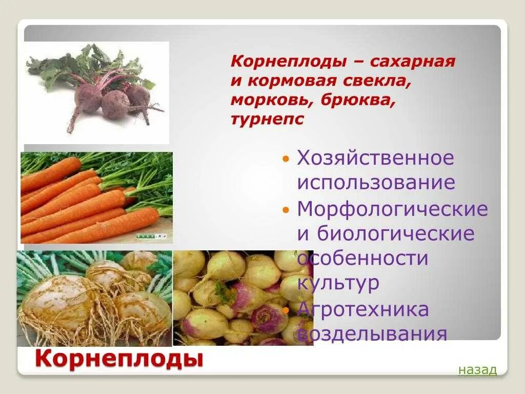 Корнеплод состоит из. Кормовые корнеплоды. корнеплодные овощные культуры. корнеплоды презентация. сообщение о корнеплодах.