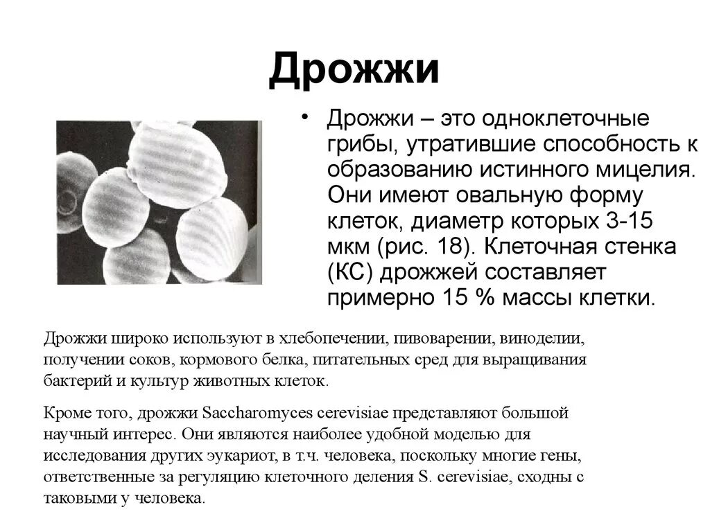 Дрожжи основные характеристики. Описание дрожжей биология 5 класс. Характеристика грибов дрожжей. Характеристика дрожжевых грибов. Почему некоторые одноклеточные грибы называют патогенными