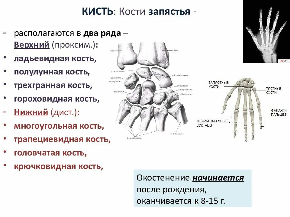 Гороховидная кость запястья. Кисть анатомия гороховидная кость. Ладьевидная кость кисти анатомия строение. Полулунная кость кисти анатомия. Кости в запястье руки