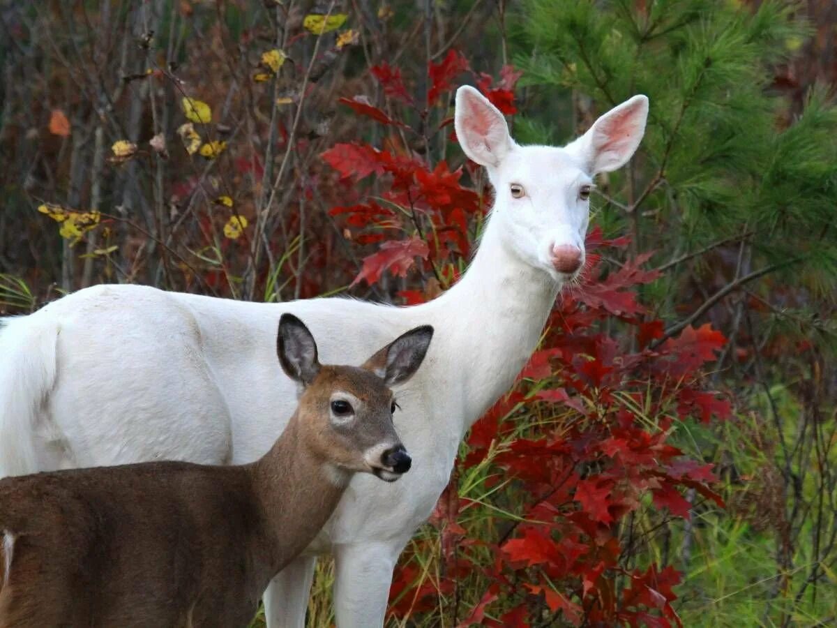 Альбинизм у животных. Ежи альбиносы. Альбинизм у животных. Альбиносы в природе. Белый ежик альбинос.