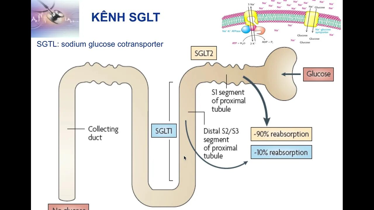 Ингибиторы sglt2 механизм действия. Ингибиторы натрий глюкозного транспортера. Ингибиторы натрий-глюкозного котранспортера 2 типа. Натрий глюкозный котранспортер 2 типа.
