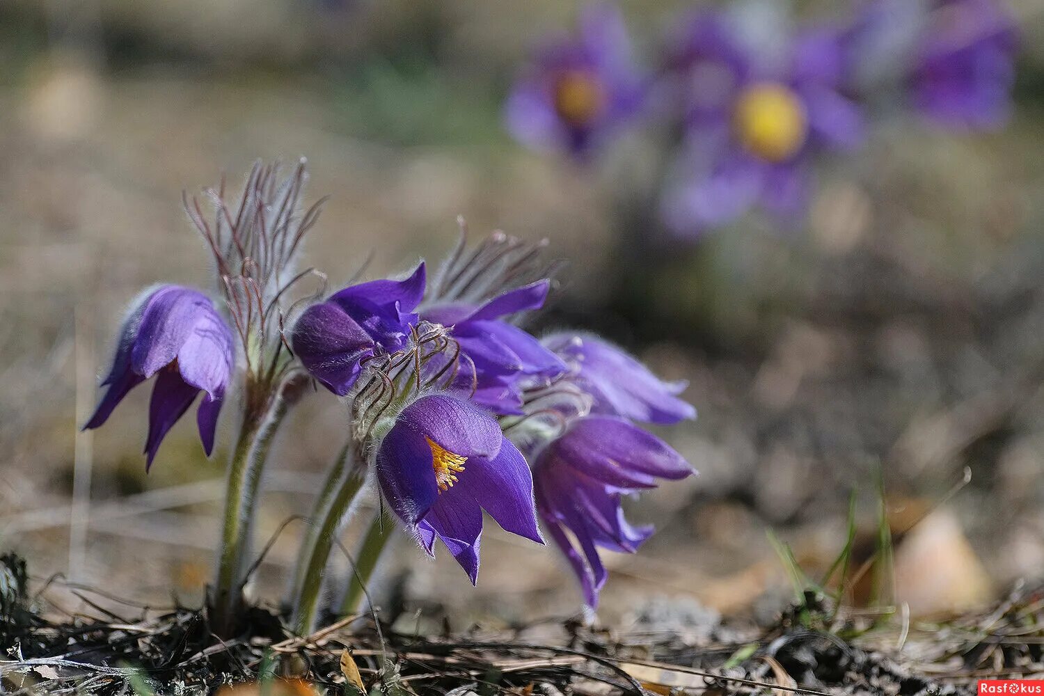 Сонник цветет. Сонник цветет. К чему снится 2 цветка. Прострел крымский сон-трава. Сонник цветет.