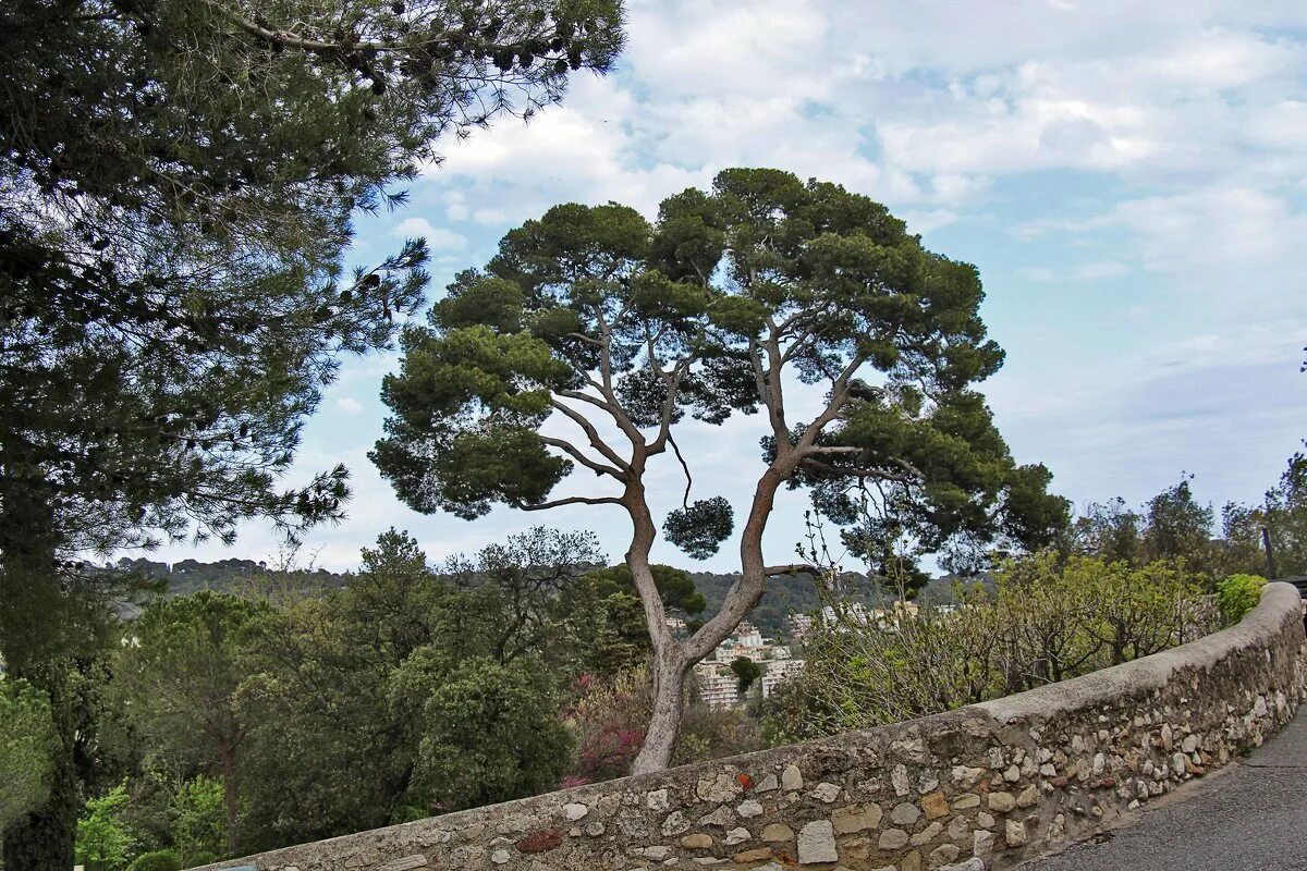 Пиния это. Пиния (Pinus pinea). Итальянские сосны пинии в Италии. Средиземноморская сосна Пиния. Сосна итальянская Пиния.