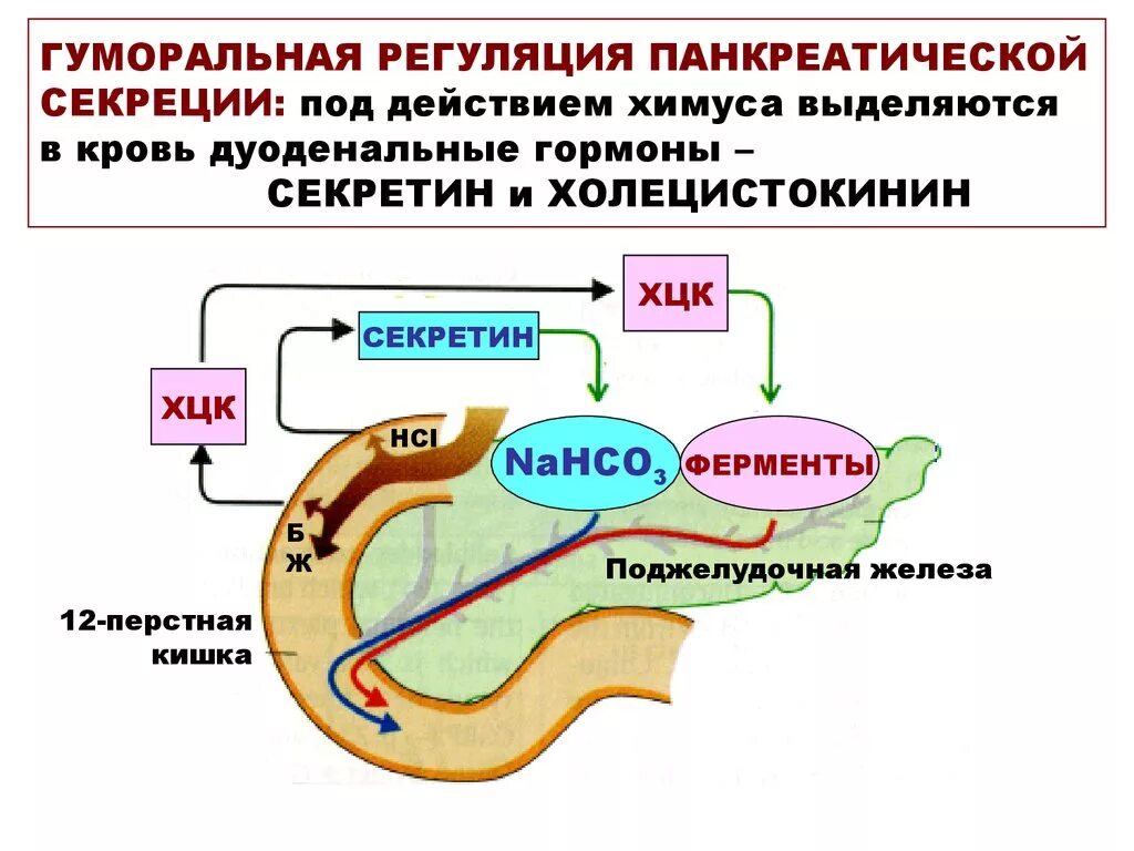 Железы и ферменты двенадцатиперстной кишки. Нейрогуморальная регуляция панкреатической секреции. Схема механизма регуляции секреции поджелудочного сока. Регуляция секреции сока поджелудочной железы. Механизм регуляции секреции панкреатического сока.