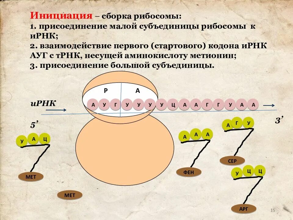 Этапы трансляции биосинтеза белка инициация. Сборка рибосом. Стадия инициации биосинтеза белка. Сборка рибосомы схема. Инициация белка