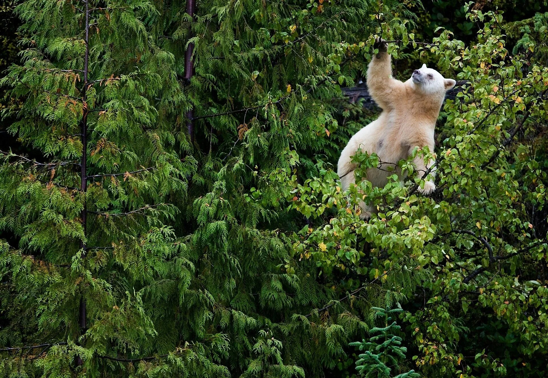 Жизнь медведей в лесу. Кермодский бурый медведь. Медведь в лесу. Природа с животными. Белый медведь в лесу.