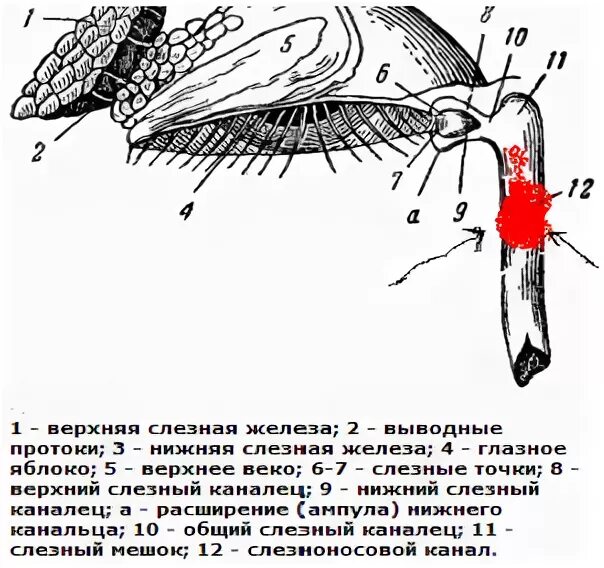 Воспаление слезного протока. Слезные железы у собак