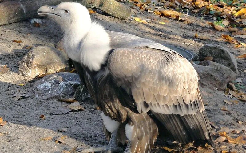 крупные птицы крыма. крупные птицы крыма. белоголовый гриф крымский. крупные птицы крыма. черный гриф в крыму.