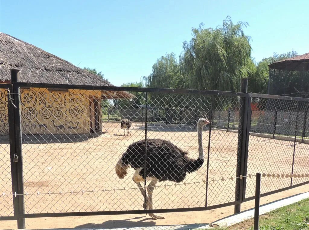 Иванчугский зоопарк «баба фрося». Астраханский зоопарк. Зоопарк баба. Ферма бабы фроси. Зоопарк в астрахани.
