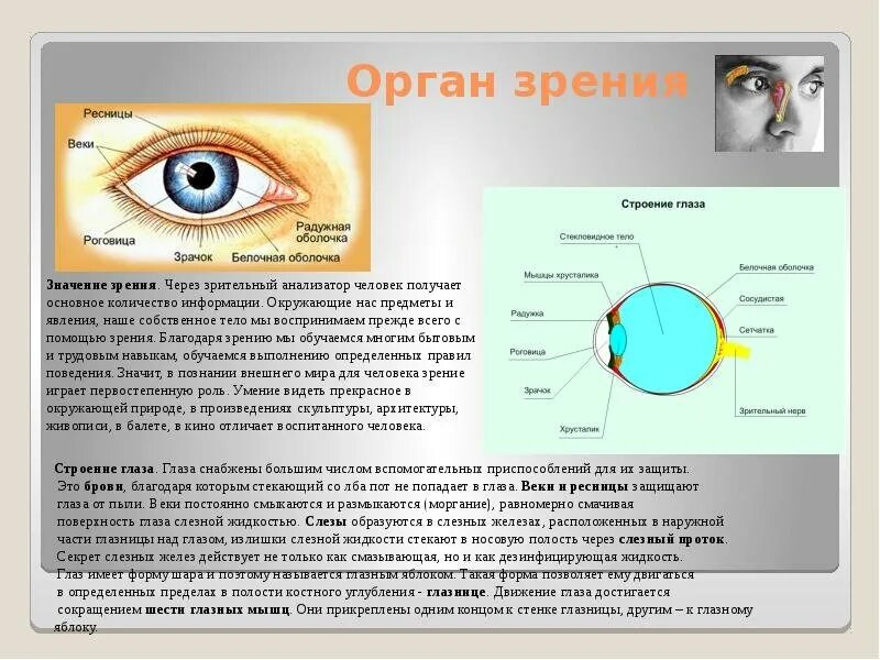 Зрительные органы чувств. Органы чувств орган зрения. Строение органа зрения. Сообщение о органе зрения. Органы чувств строение органов зрения.