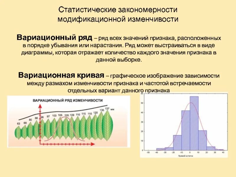 Нарастание признаков. Вариационная кривая модификационной изменчивости. Статистические закономерности модификационной изменчивости. Вариационный ряд модификационной изменчивости. Статистическая закономерность это.