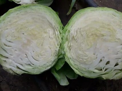 Капуста продам