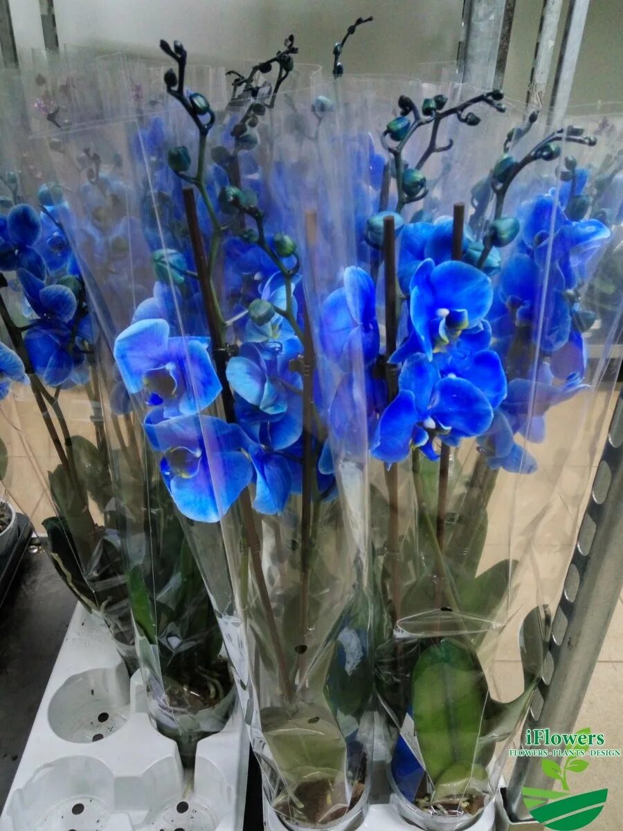 Синяя орхидея в горшке. Орхидея фаленопсис голубая. Орхидея фаленопсис синяя. Орхидея Блю Мэджик. Орхидея фаленопсис Ашан.