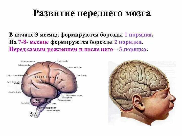 Борозды мозга. Борозды переднего мозга. Борозды первого порядка головного мозга. Борозды второго порядка.