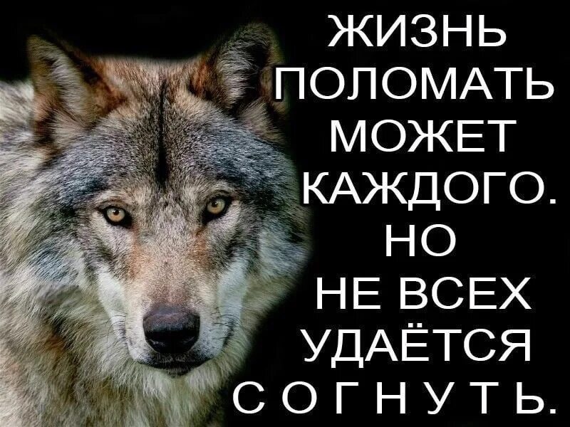 Жизнь сломана что дальше. Жизнь сломает каждого. Закон волка. Жизнь ломает каждого. Цитаты волка.