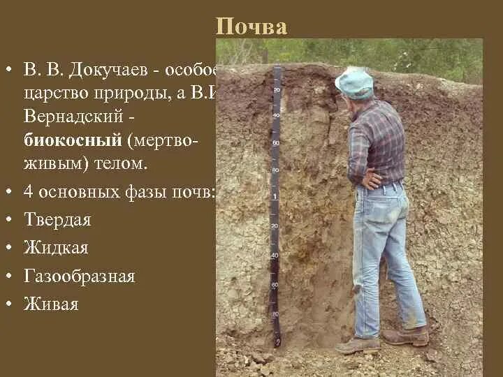 Живая фаза почвы. Докучаев почва. Твердая фаза почвы. Почва по Вернадскому. Царем почв называют