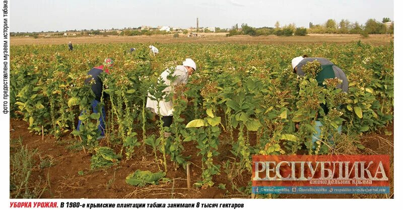 Табак Совхоз Крымский район. Плантации табака в Крыму. Табаководство в Крыму. Крымский табак.