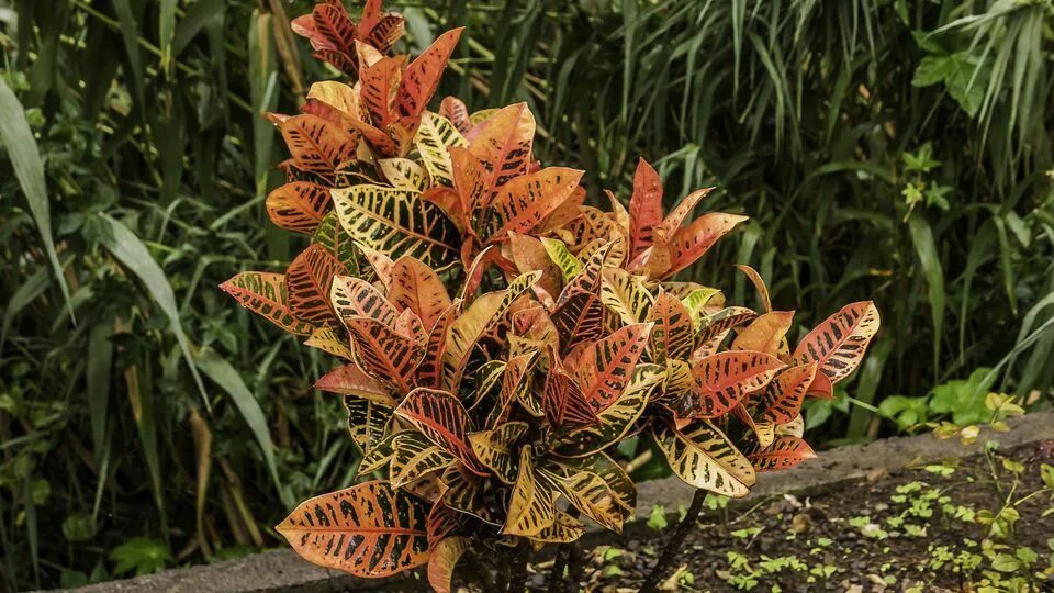 Кодиеум Orangery Codiaeum variegatum Petra 13 х 40 см - купить в Москве, цены на