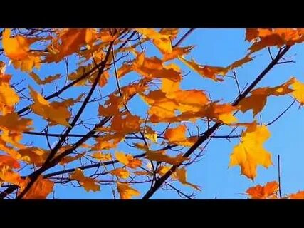 Осень желтая листва осень неба синева песня
