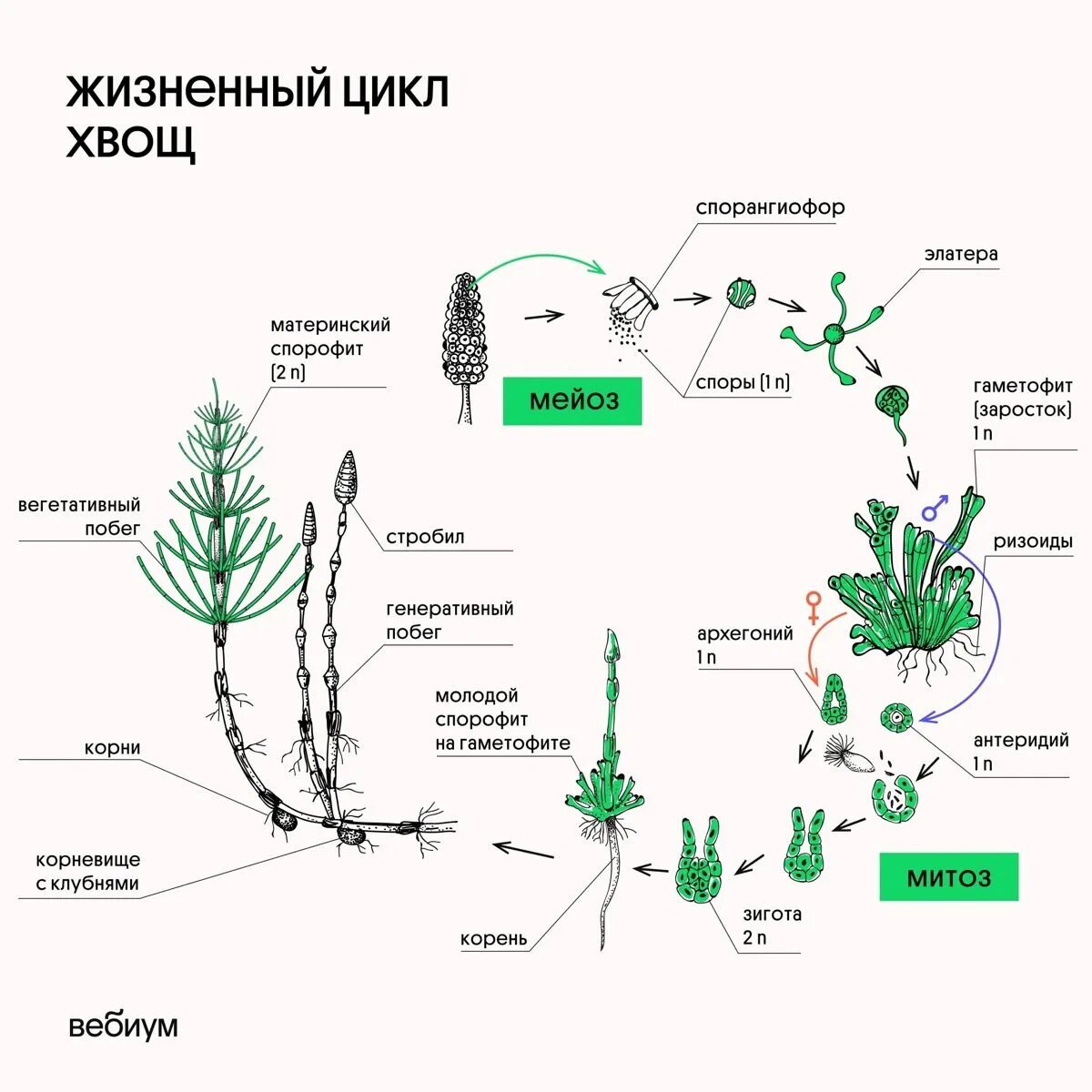 Хвощ спермий. Жизненный цикл хвоща схема. Размножение хвоща полевого схема. Жизненный цикл хвощевидных схема. Цикл размножения хвощей.