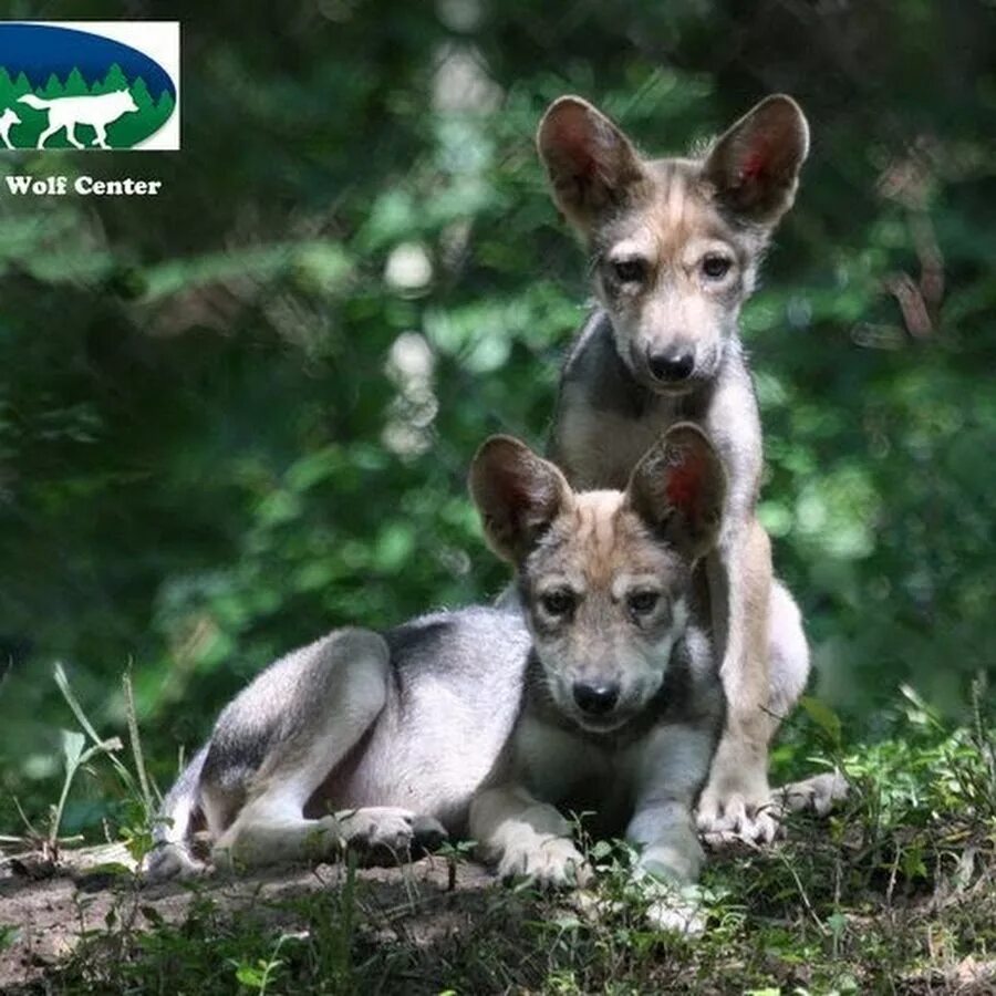 тайский риджбек - Пошук Google Best guard dog breeds, Guard dog breeds, Pet dogs