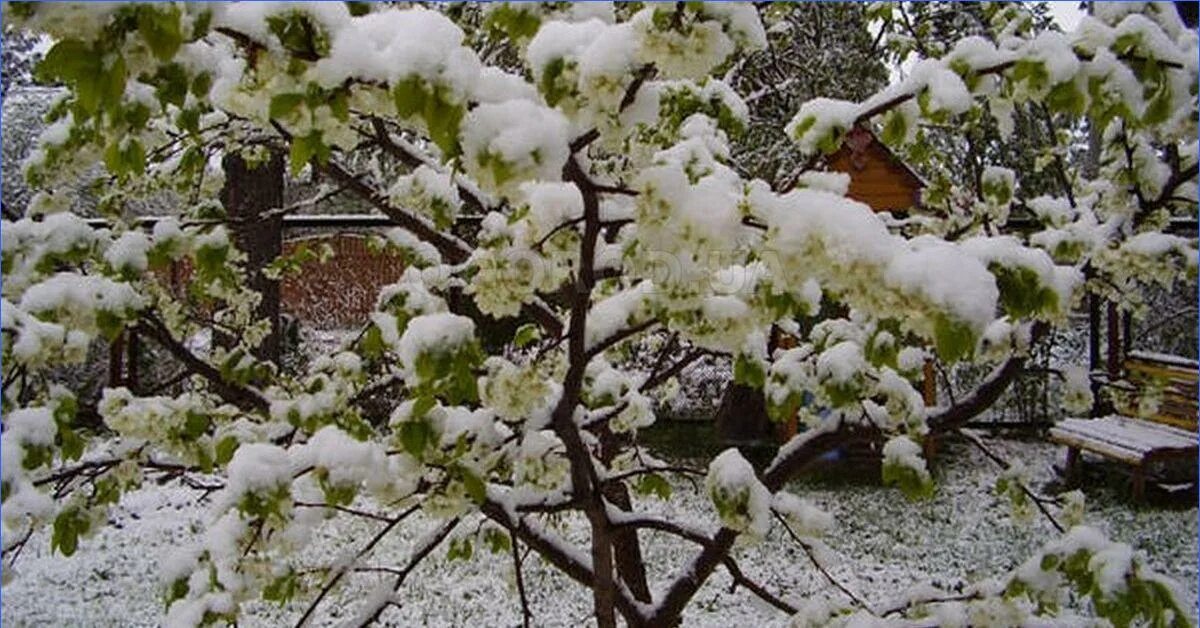 Молодая яблоня зима. Слива Светлячок дерево. Деревья в саду зимой. Сад под снегом. Яблоня в снегу.