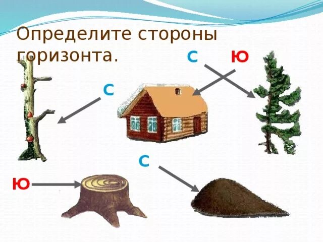 Сможешь отличить. Определение сторон горизонта. Как определить стороны горизонта. Определение сторон горизонта по природным признакам. Рисунки по определению сторон горизонта.