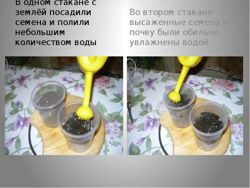 Опыт с водой и землей в стакане. Исследуем состав почвы опыты. Опыт в почве есть воздух. Опыт состав почвы. Стакан с почвой.