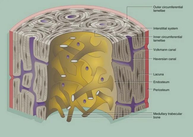 Срез кости. Компактное вещество кости гистология препарат. Строение диафиза гистология. Компактное вещество трубчатой кости гистология. Строение костей гистология.